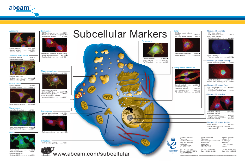 Subcellular Markers [Mabcam 14298]