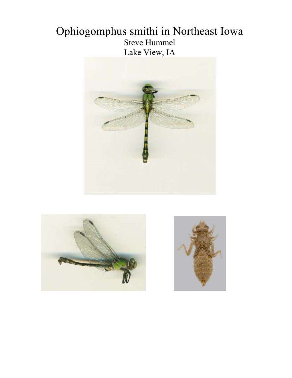 Report on Ophiogomphus Smithi and Other Odonate Species in Ne Iowa