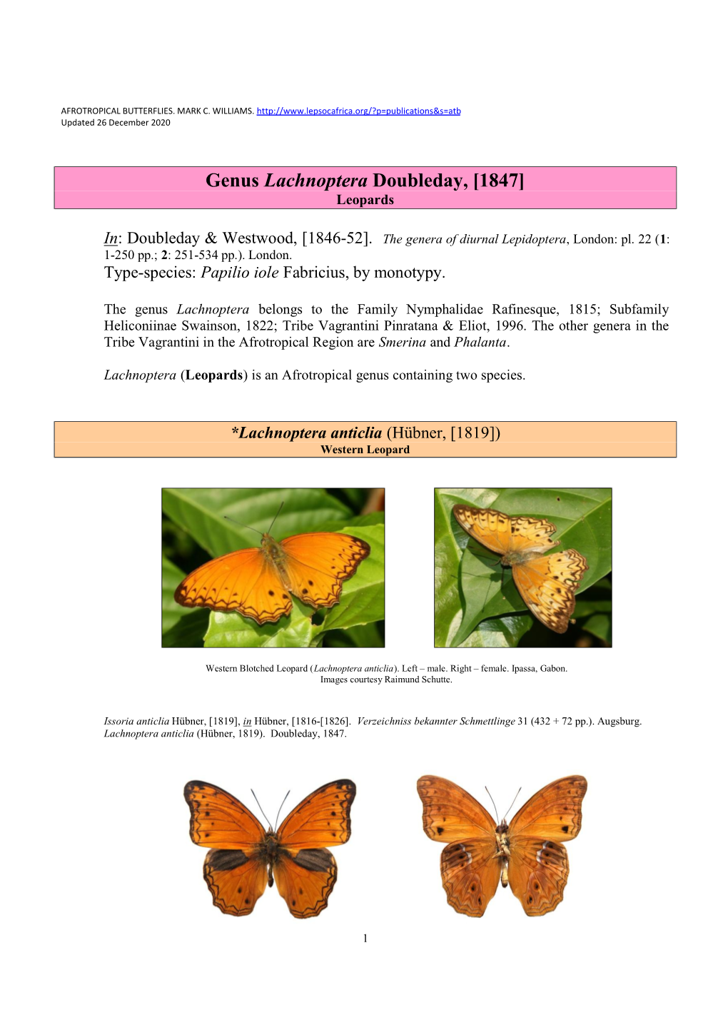 347 Genus Lachnoptera Doubleday