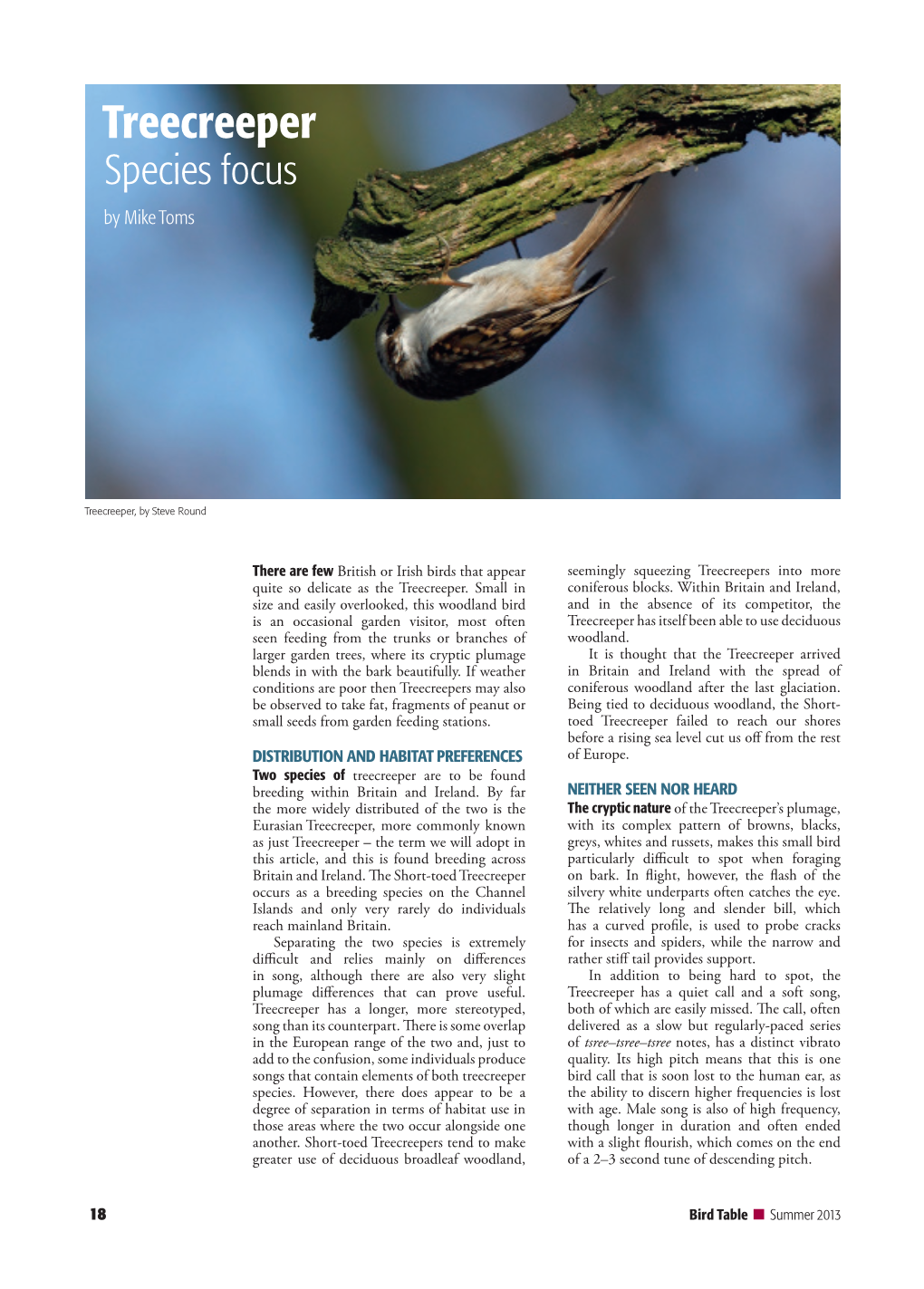 Treecreeper Species Focus by Mike Toms