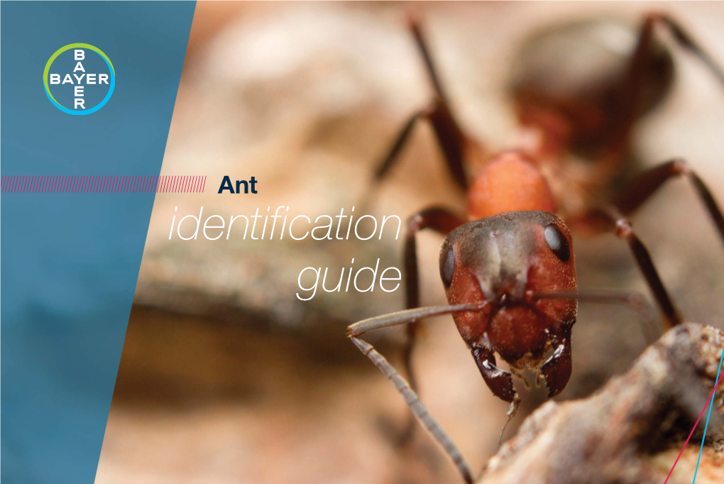 Ant ID Guide Proper Identification of Ant