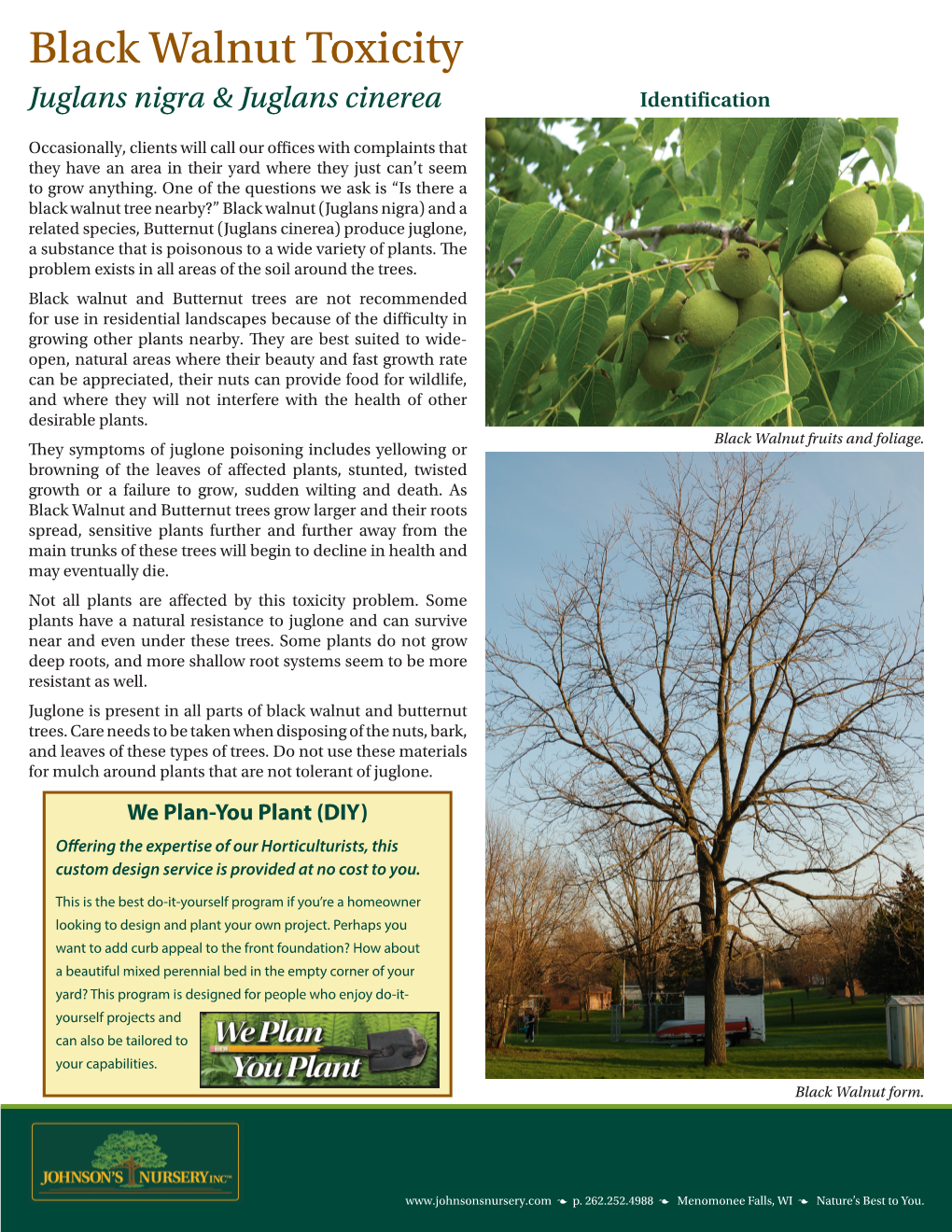 Black Walnut Toxicity Juglans Nigra & Juglans Cinerea Identification