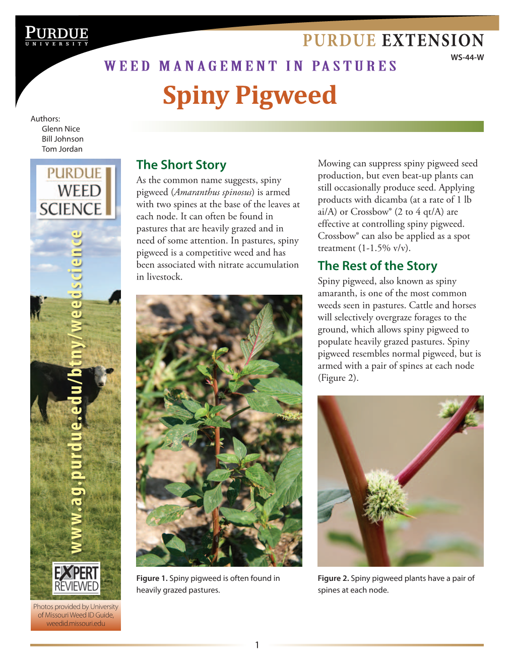 Spiny Pigweed