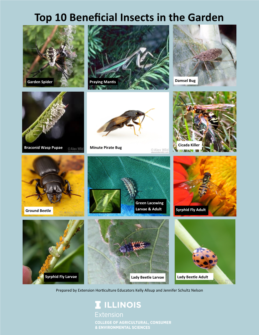 Beneficial Insects in the Garden