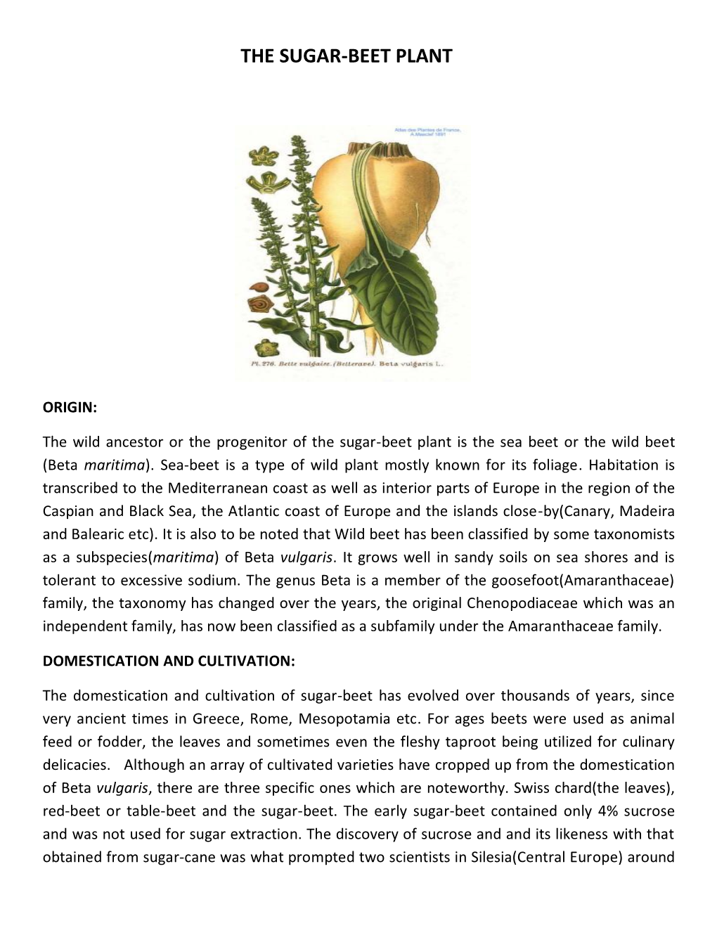 The Sugar-Beet Plant