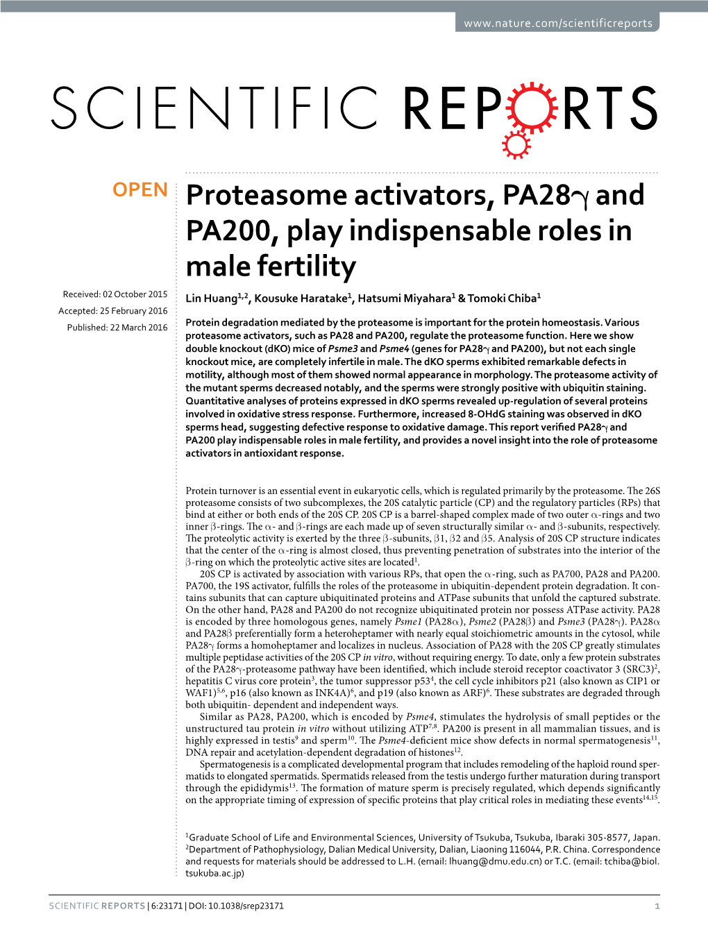 Proteasome Activators, Pa28γ and PA200, Play Indispensable Roles In