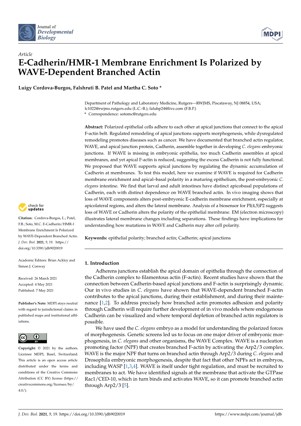 E-Cadherin/HMR-1 Membrane Enrichment Is Polarized by WAVE-Dependent Branched Actin