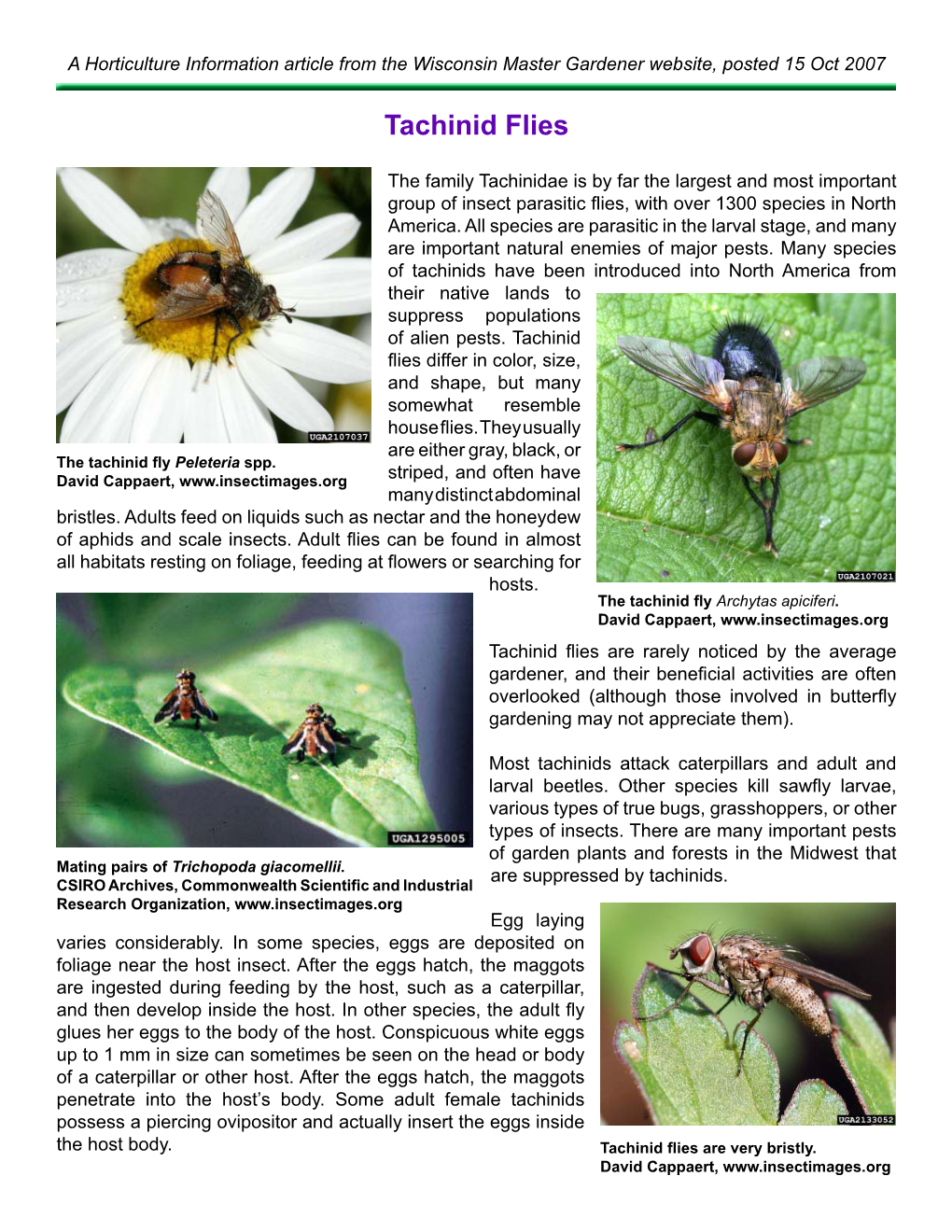 Tachinid Flies