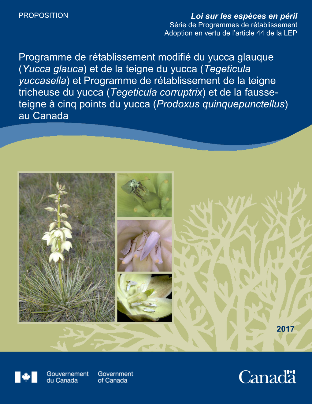 (Tegeticula Yuccasella), Teigne Tricheuse Du Yucca