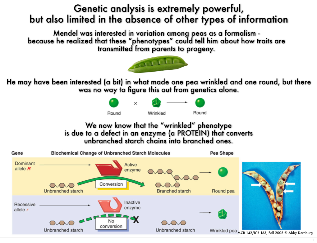 Reverse Mutation = a Change That Restores the Wild-Type Allele (A.K.A