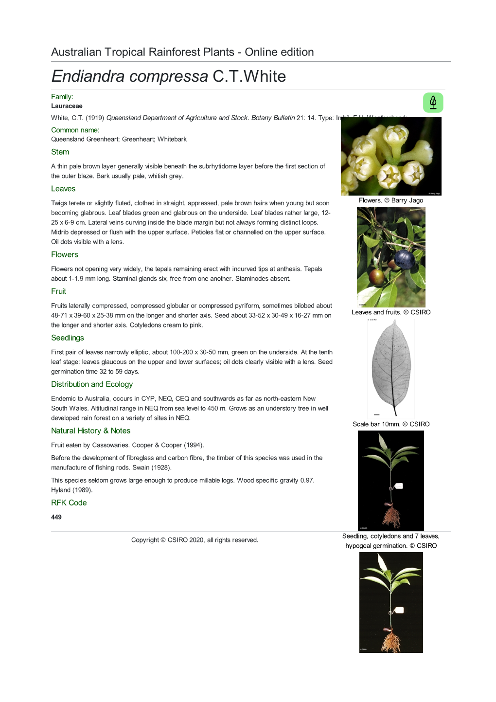 Endiandra Compressa C.T.White Family: Lauraceae White, C.T