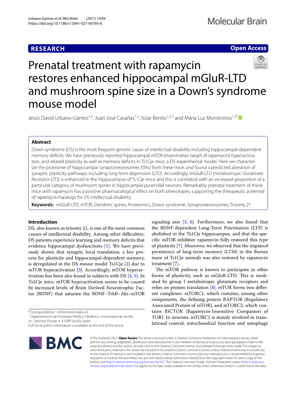 Prenatal Treatment with Rapamycin Restores Enhanced Hippocampal