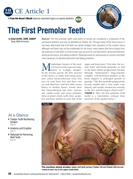 The First Premolar Teeth S on Equine