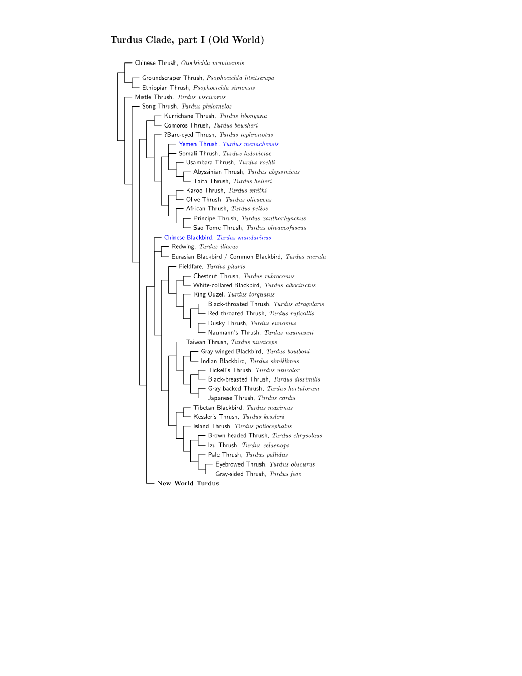 Turdus Species Tree