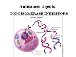 Anticancer Agents Topoisomerase Inhibitors Topoisomerases Are Separated Into Two Types - Topoisomerases I and II