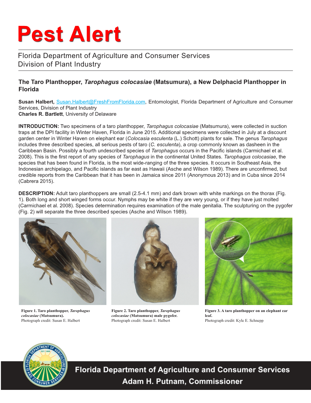 PEST ALERT Tarophagus Colocasiae (Matsumura).Pdf