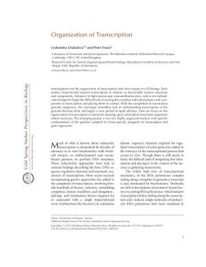 Organization of Transcription