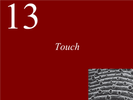 Lecture 13 -- Touch.Pdf