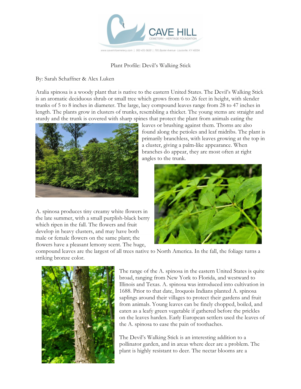 Plant Profile: Devil's Walking Stick By: Sarah Schaffner & Alex Luken