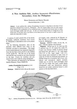 A New Anthiine Fish,Anthias Luzonensis(Perciformes, Serranidae),From the Philippines