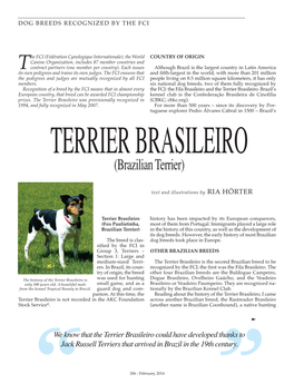 Terrier Brasileiro – Brazilian Terrier