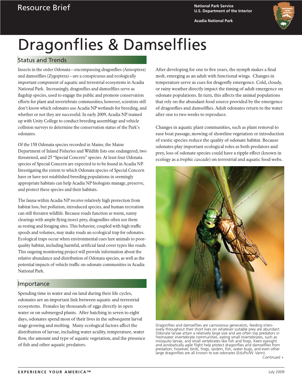Dragonflies & Damselflies, Acadia National Park
