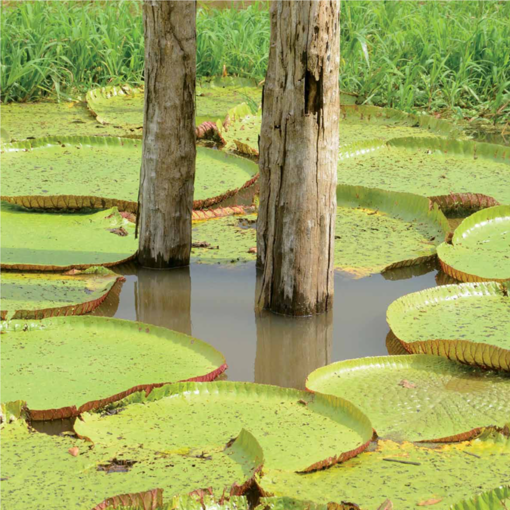 Amazônia, Paraíso Das Águas