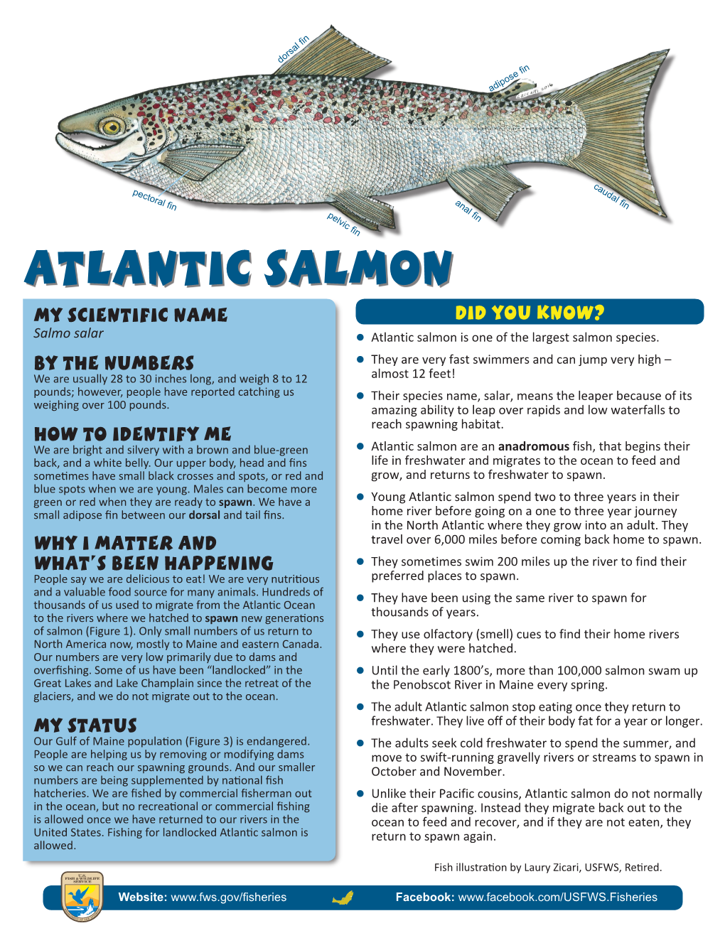 Atlantic Salmon My Scientific Name Did You Know? Salmo Salar Zzatlantic ...