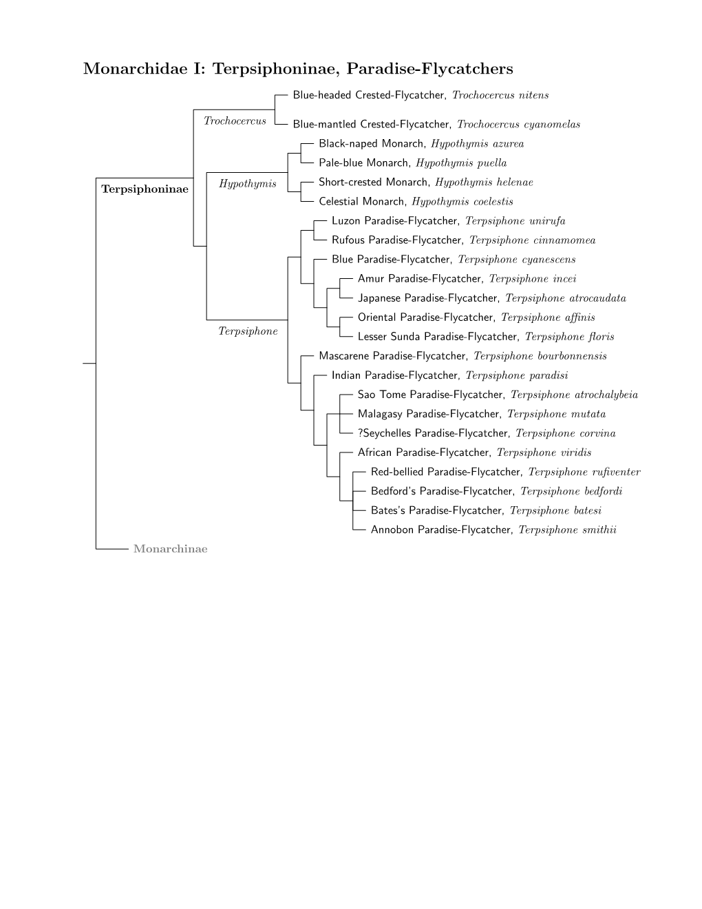 Monarchidae Species Tree