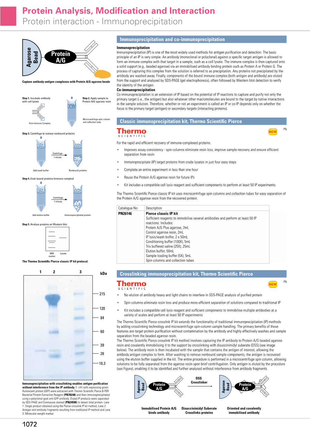 Immunoprecipitation