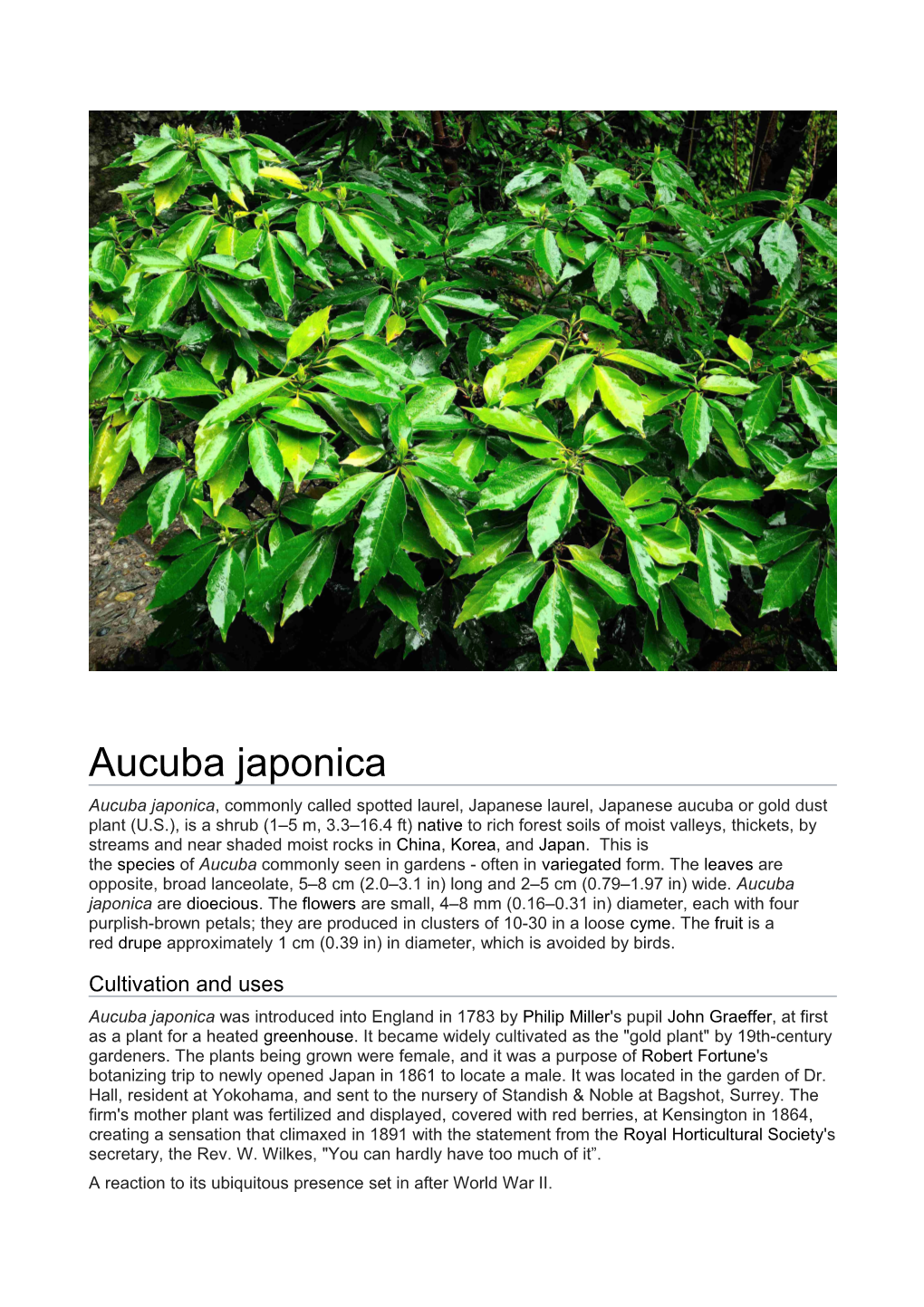 Aucuba Japonica