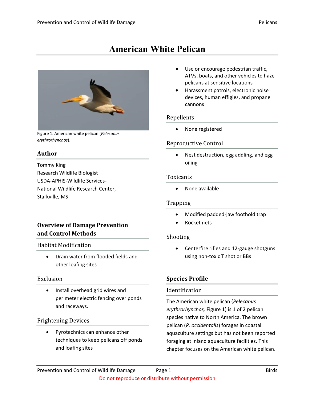 American White Pelican