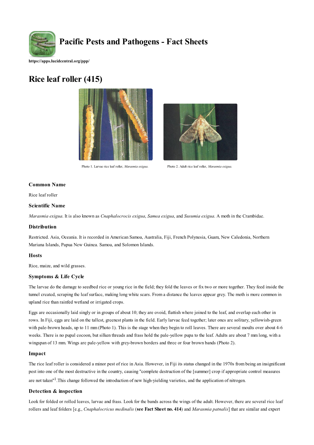 Rice Leaf Roller (415)