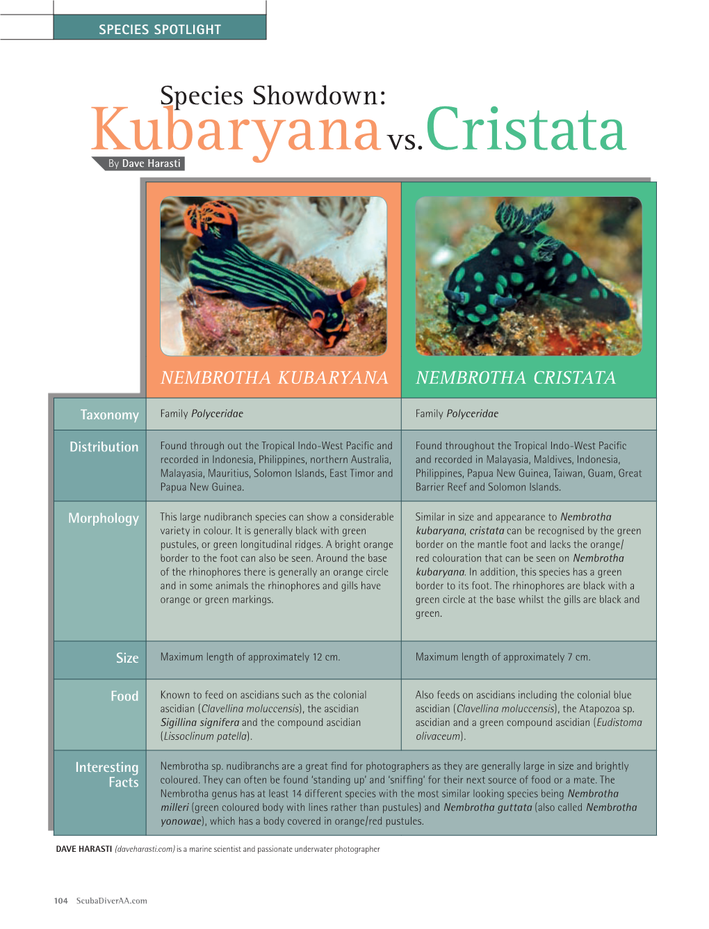 Nembrotha Nudibranchs Species Showdown