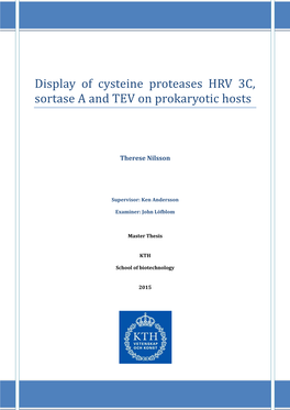 Display of Cysteine Proteases HRV 3C, Sortase a and TEV on Prokaryotic Hosts