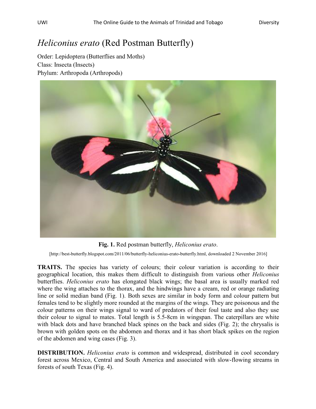 Heliconius Erato (Red Postman Butterfly) Order: Lepidoptera (Butterflies and Moths) Class: Insecta (Insects) Phylum: Arthropoda (Arthropods)