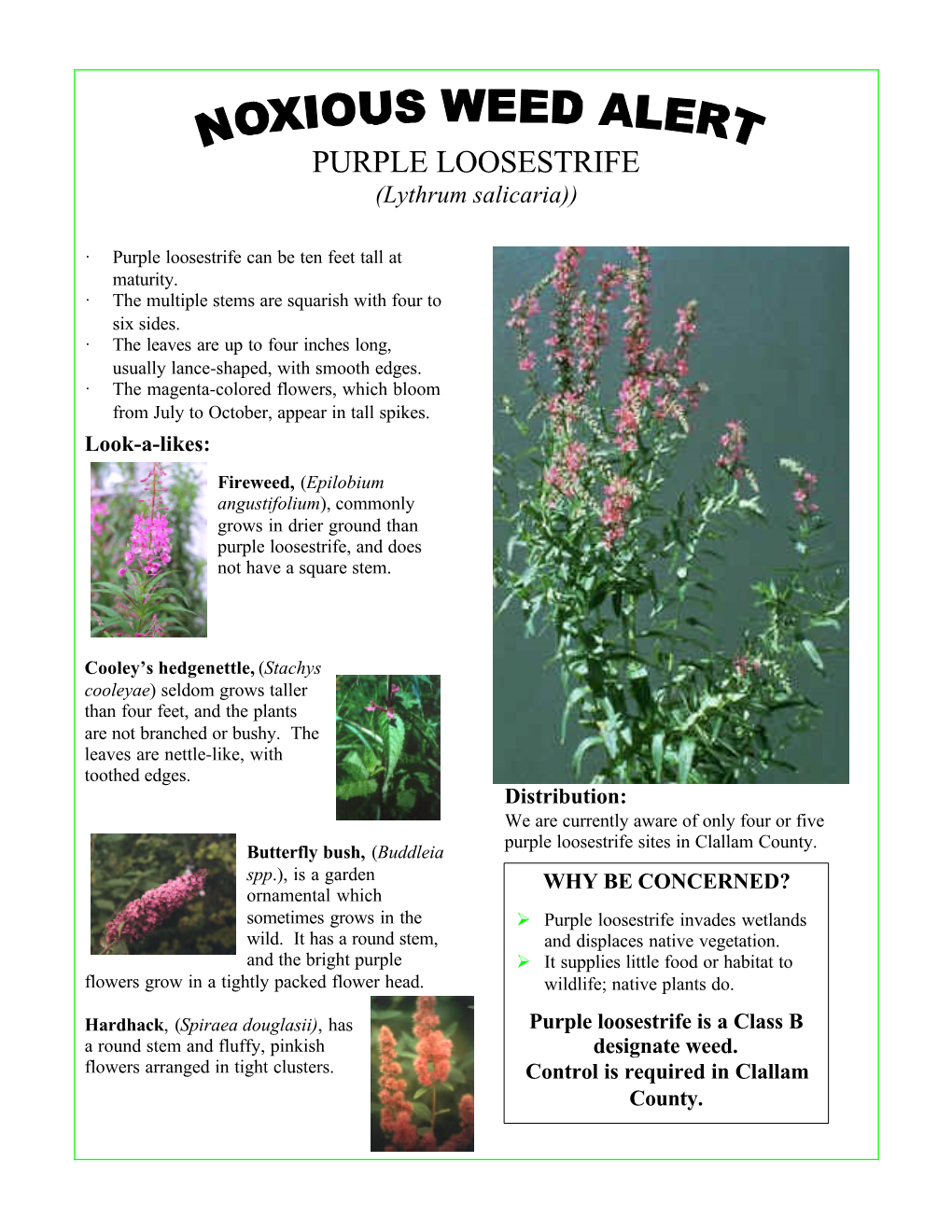 PURPLE LOOSESTRIFE (Lythrum Salicaria))