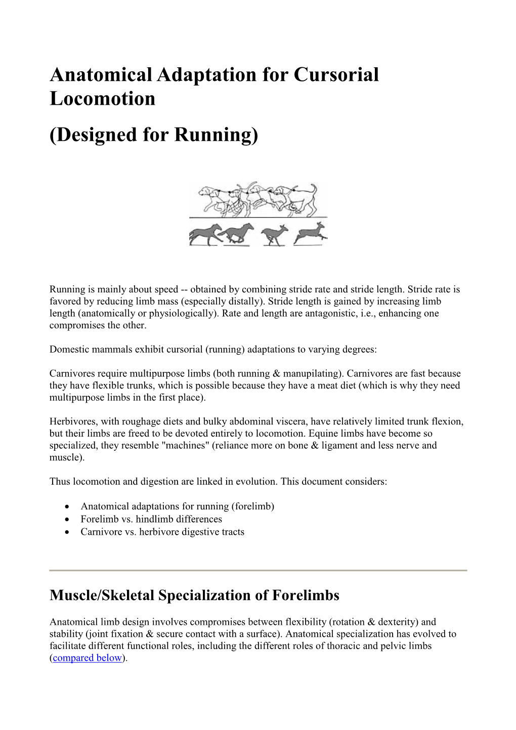 Anatomical Adaptation for Cursorial Locomotion (Designed for Running)