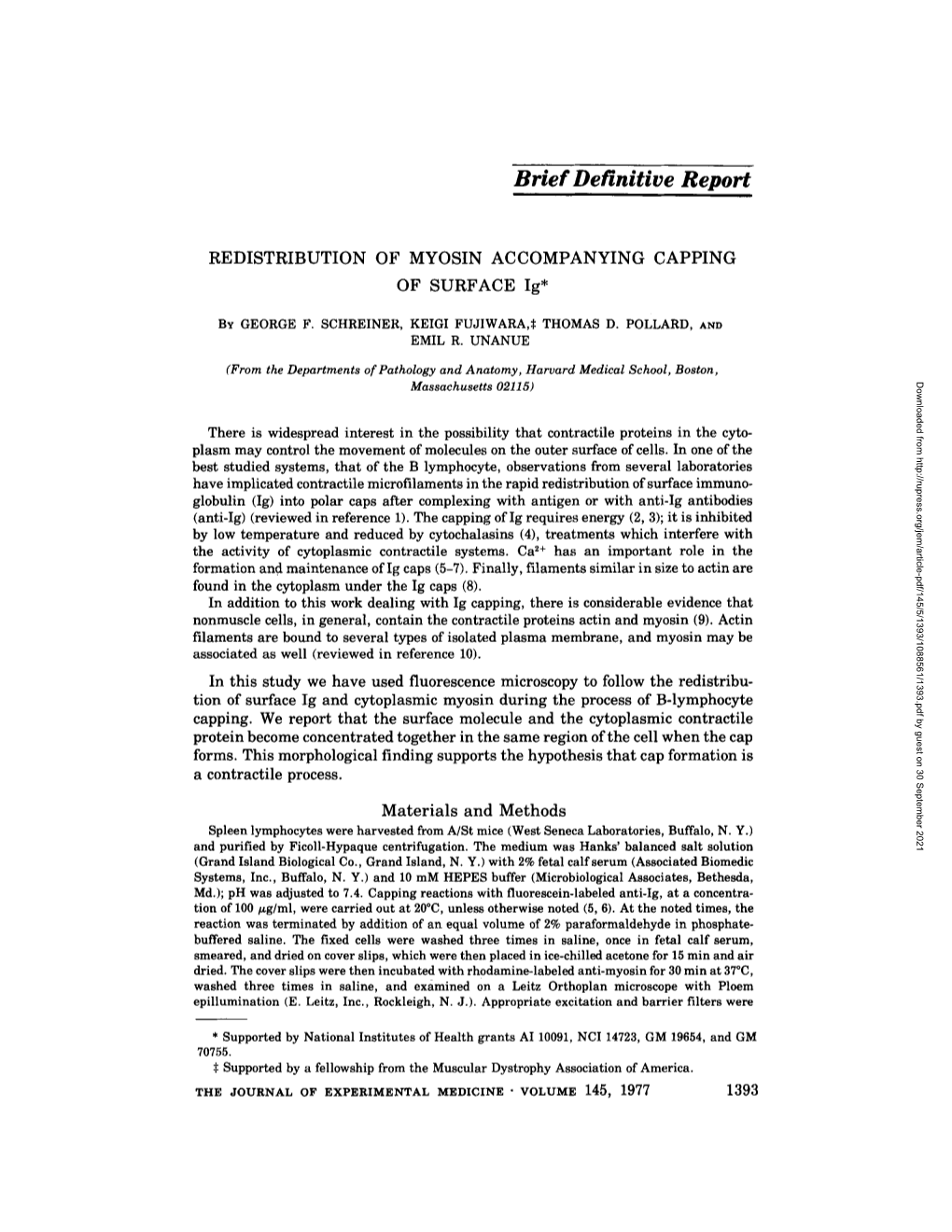 REDISTRIBUTION of MYOSIN ACCOMPANYING CAPPING of SURFACE Ig*