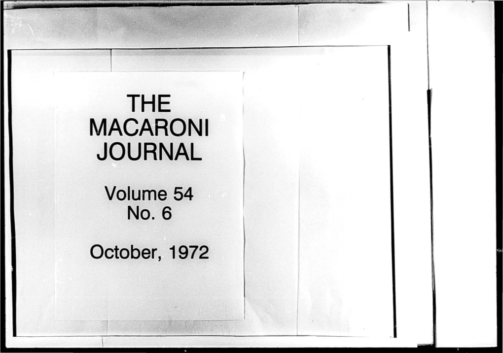 The . Macaironi