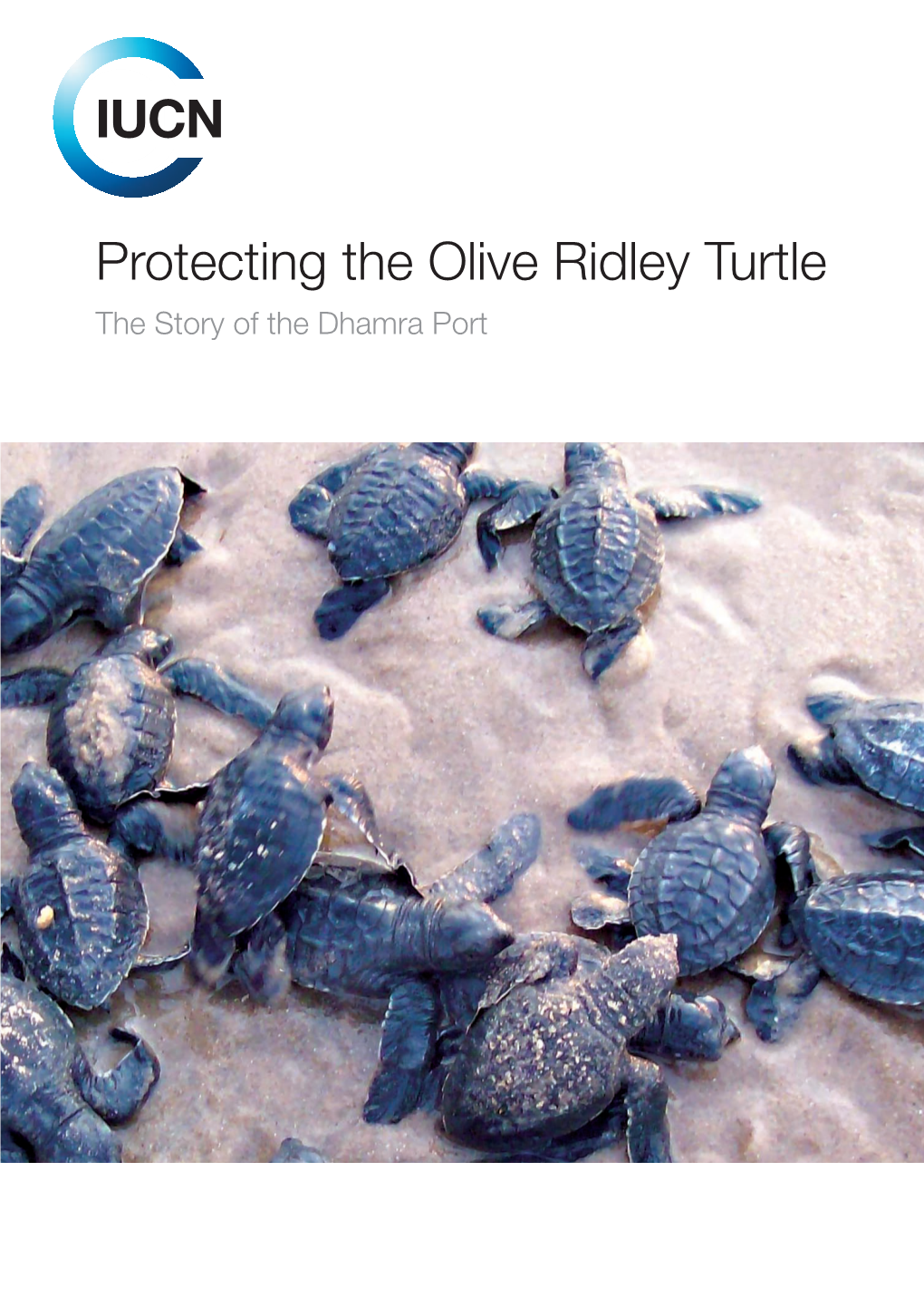 Protecting the Olive Ridley Turtle the Story of the Dhamra Port