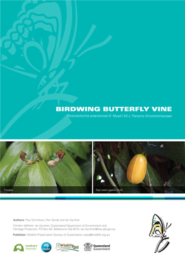 BIRDWING BUTTERFLY VINE Pararistolochia Praevenosa (F