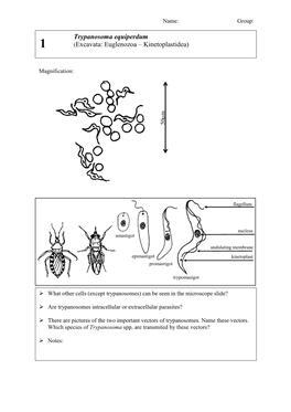 Trypanosoma Equiperdum (Excavata: Euglenozoa – Kinetoplastidea)