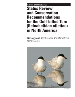 Gull-Billed Tern (Gelochelidon Nilotica) in North America