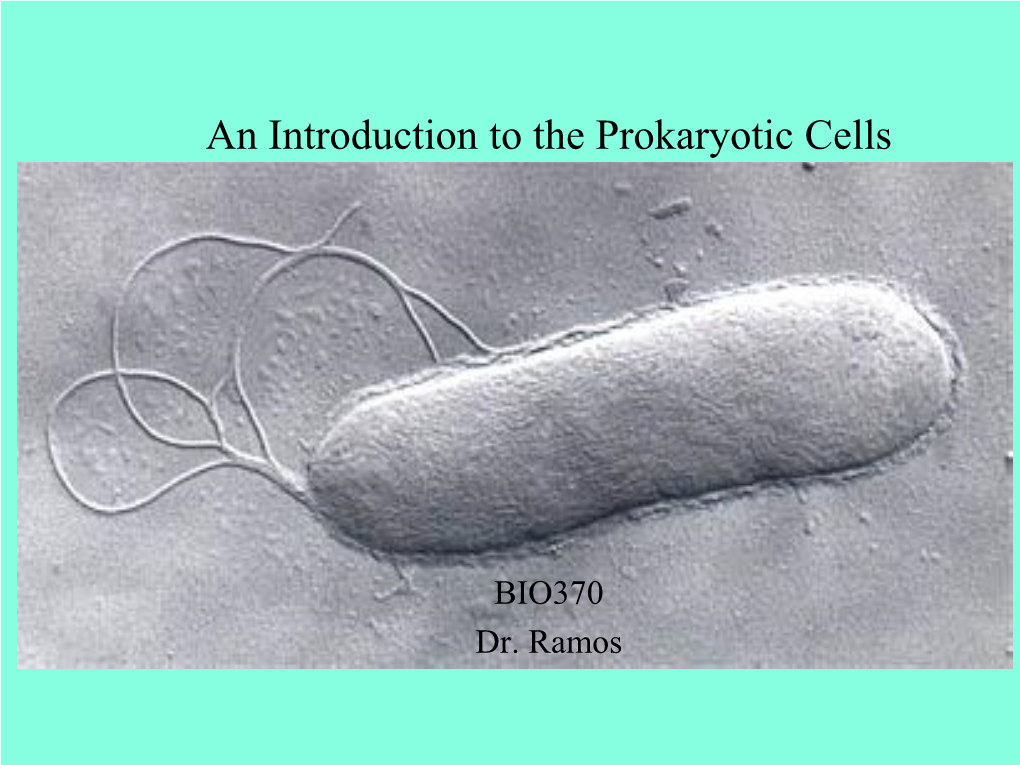 An Introduction to the Prokaryotic Cells