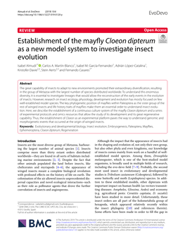 Cloeon Dipterum As a New Model System to Investigate Insect Evolution Isabel Almudi1* , Carlos A