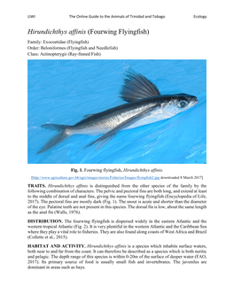 Hirundichthys Affinis (Fourwing Flyingfish) Family: Exocoetidae (Flyingfish) Order: Beloniformes (Flyingfish and Needlefish) Class: Actinopterygii (Ray-Finned Fish)
