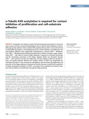 Α-Tubulin K40 Acetylation Is Required for Contact Inhibition of Proliferation and Cell–Substrate Adhesion