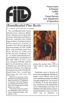 Roundheaded Pine Beetle C