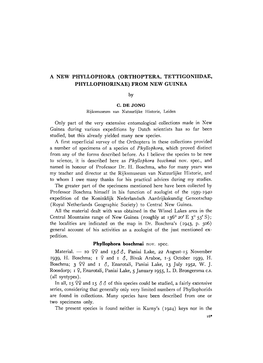 A New Phyllophora (Orthoptera, Tettigoniidae, Phyllophorinae) from New Guinea